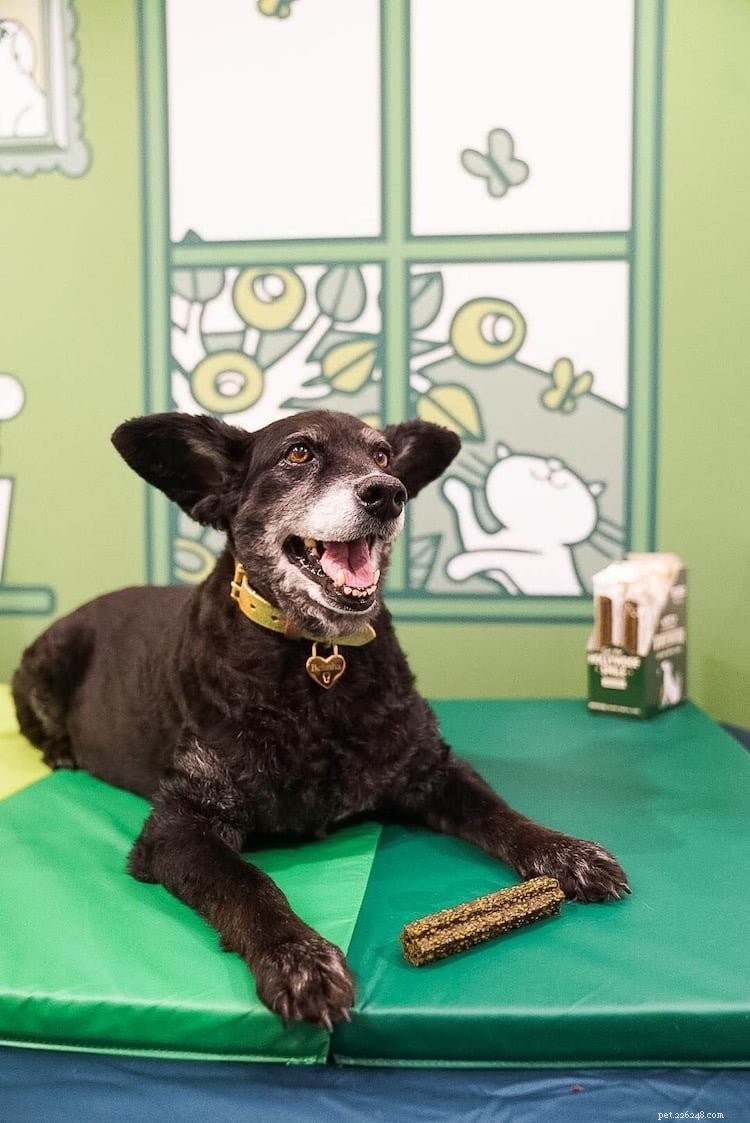 Lily s Kitchen Holly-woof smile-campagne om de tandgezondheid van honden te verbeteren