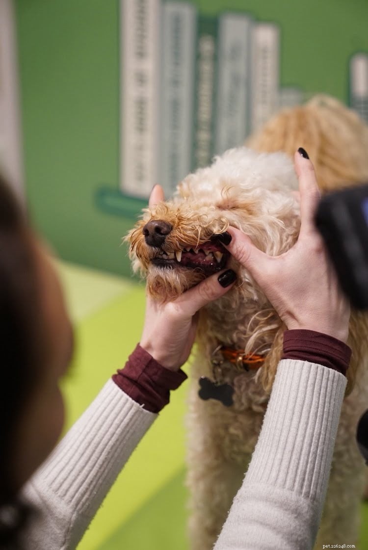 Lily s Kitchen Campagna del sorriso di Holly-woof per migliorare la salute dentale del cane 
