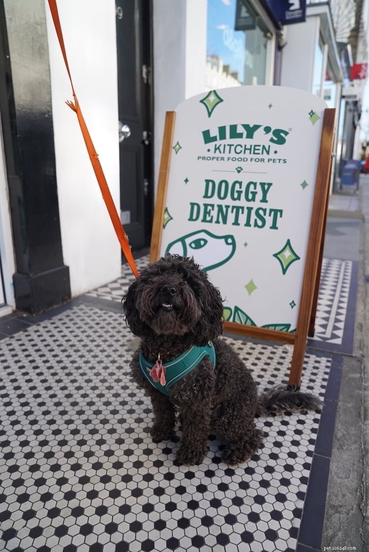犬の歯の健康を高めるためのリリーのキッチンホリーウーフスマイルキャンペーン 