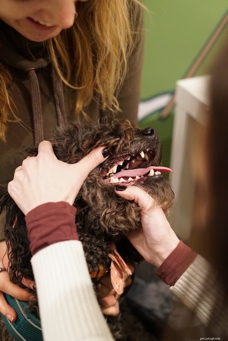 犬の歯の健康を高めるためのリリーのキッチンホリーウーフスマイルキャンペーン 