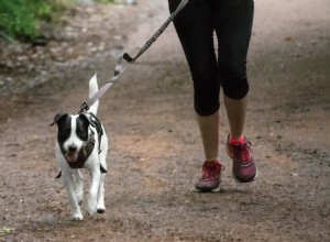 犬と一緒に走る–DogfitUKのヒント 
