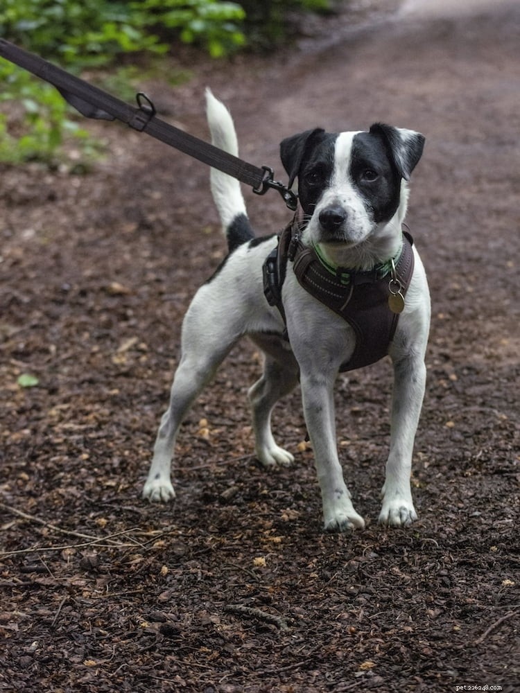 강아지와 함께 달리기 – Dogfit UK의 주요 팁