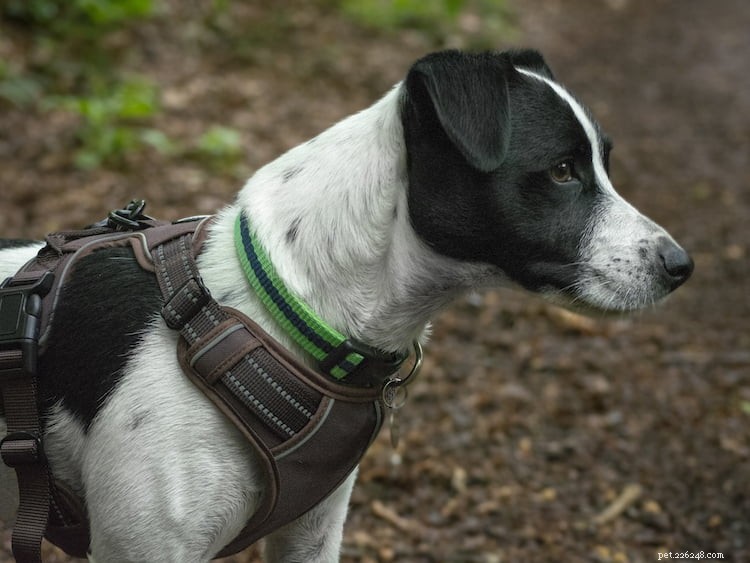 Correndo com seu cachorro – dicas importantes da Dogfit UK