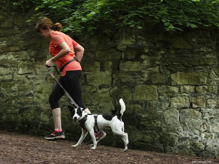 Rennen met je hond – toptips van Dogfit UK