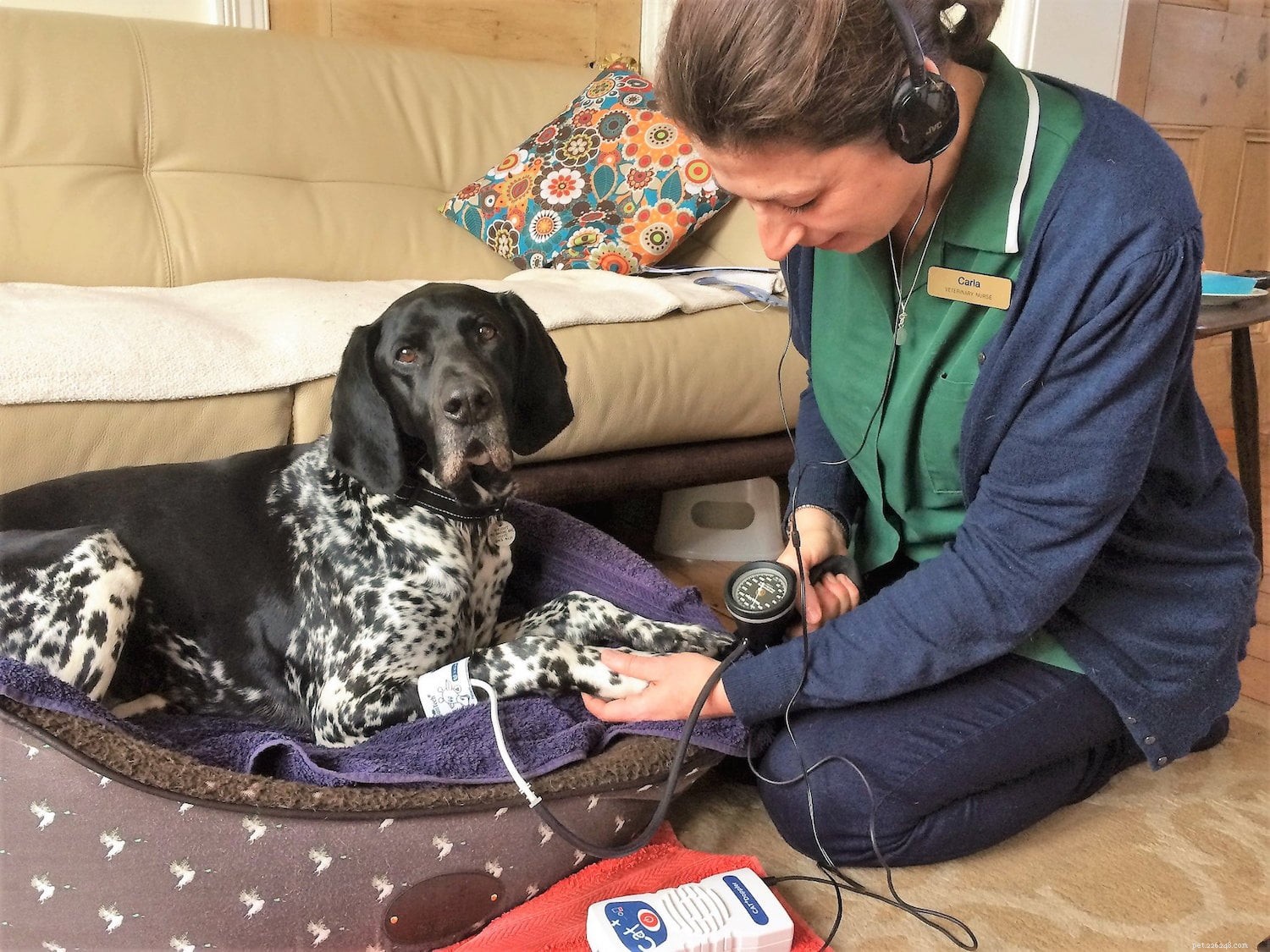 ペットのための地区獣医看護師としての彼女の先駆的な仕事についてのCarlaFinzel 