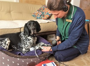 Carla Finzel em seu trabalho pioneiro como enfermeira veterinária do distrito para animais de estimação