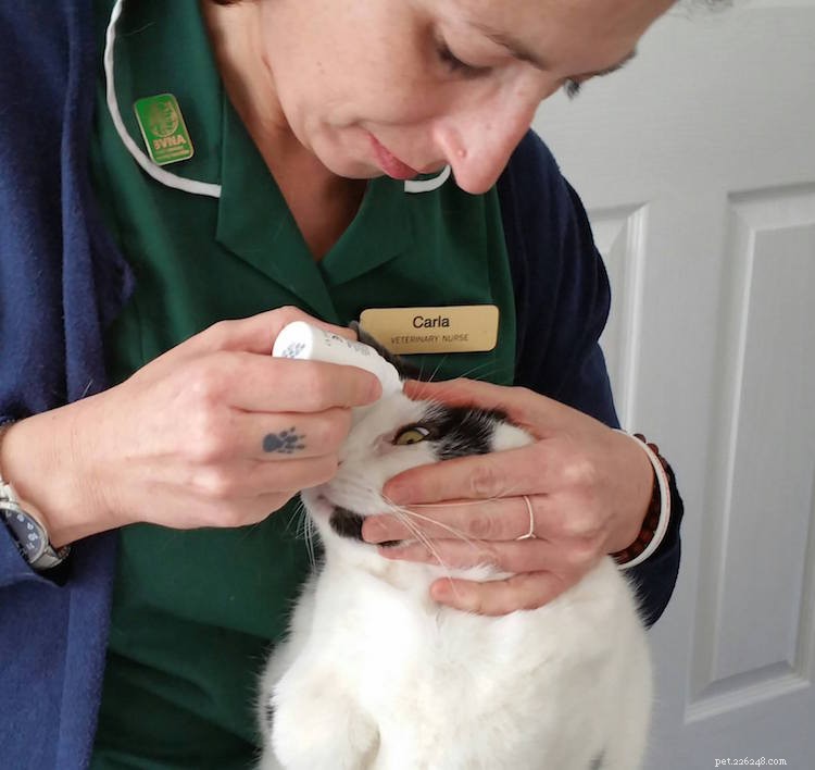 Carla Finzel이 애완 동물을 위한 지역 수의사 간호사로 선구적인 일을 하고 있습니다.