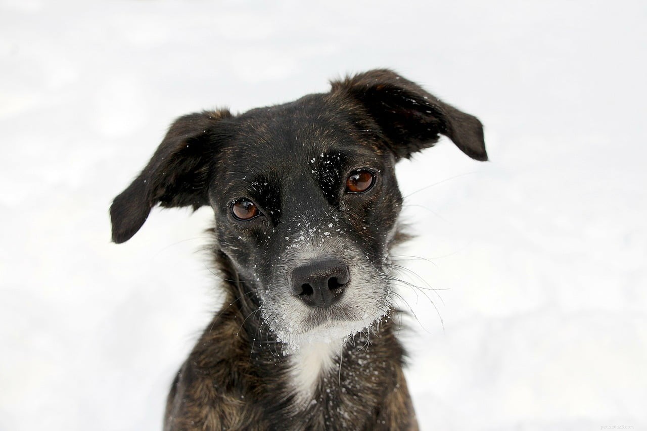 Comment prendre soin de son chien en hiver avec la vétérinaire Hannah Capon