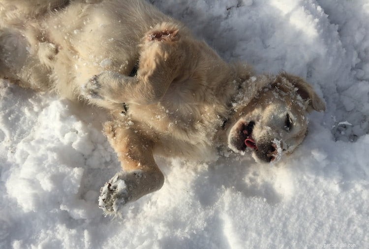 Come prendersi cura del proprio cane in inverno con la veterinaria Hannah Capon