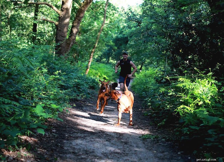 Milo Royds sdílí, jak jeho láska k běhání a psům vedla k jeho vysněné práci!
