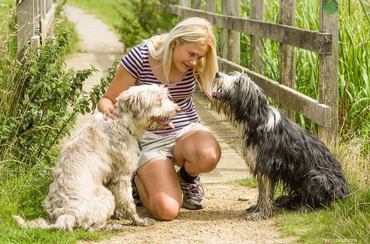 신경질적이고 불안한 개를 돕기 위한 Helen Motteram의 전문가 조언