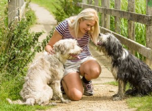 Conselhos de especialistas de Helen Motteram para ajudar cães nervosos e ansiosos