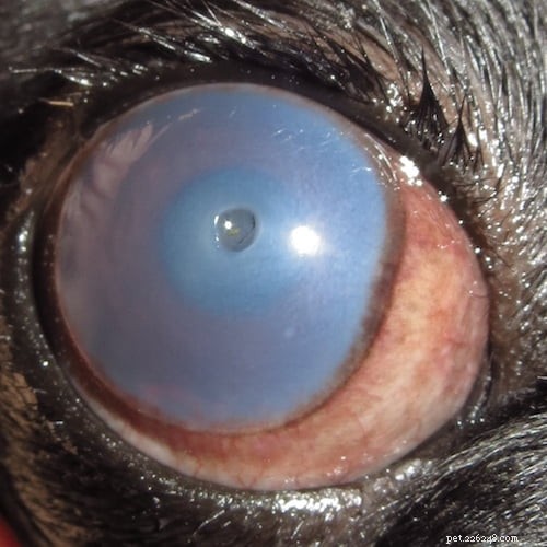 Zorgen voor de gezondheid van de ogen van uw hond tijdens de droge-ogen-waarschuwingsmaand