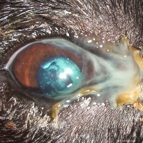 Péče o zdraví očí vašeho psa v rámci měsíce povědomí o suchých očích