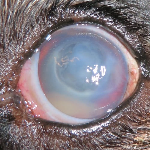 Prendre soin de la santé oculaire de votre chien pour le Mois de la sensibilisation à la sécheresse oculaire