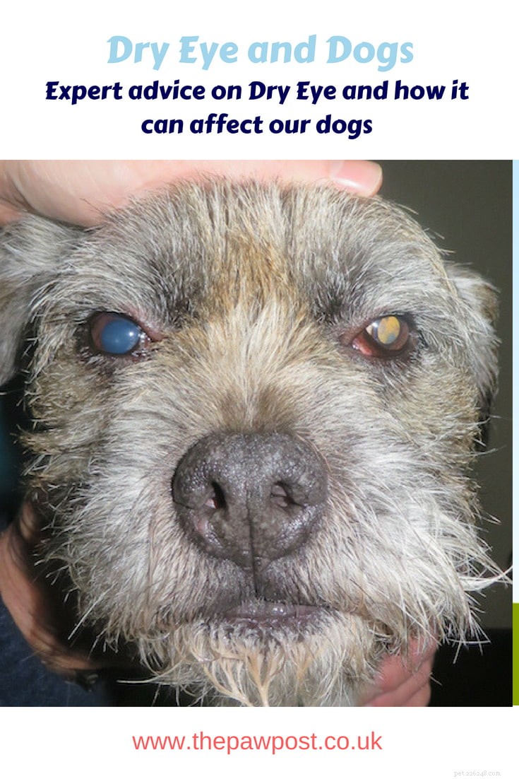 Забота о здоровье глаз вашей собаки в Месяц борьбы с синдромом сухого глаза