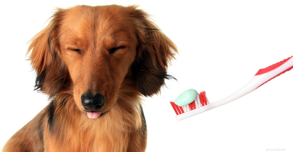 Nove maneiras de manter os dentes do seu cão limpos