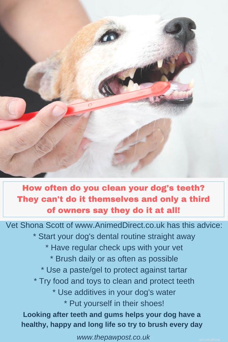 Negen manieren om het gebit van uw hond schoon te houden