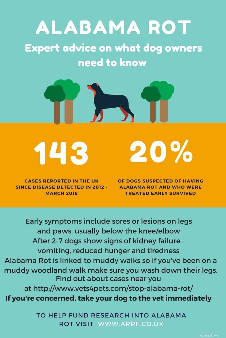 Conselhos de especialistas sobre como proteger seu cão contra a podridão do Alabama