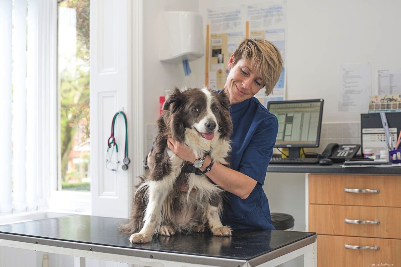 Arthrite canine – Hannah Capon partage 6 choses que les propriétaires de chiens doivent savoir