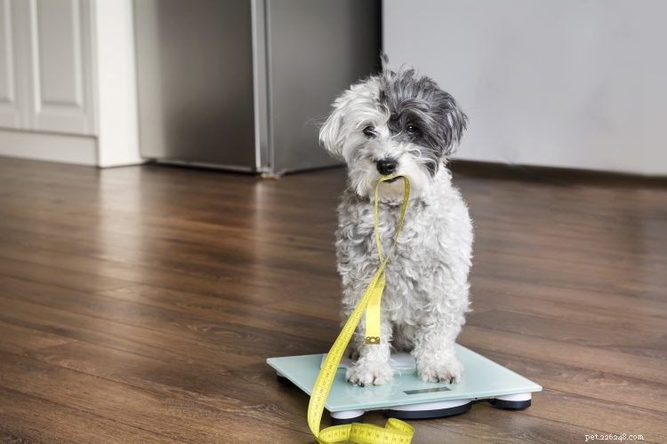 Fem sätt att hjälpa din hund gå ner i vikt – och hålla dig trim också!