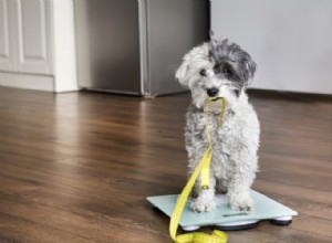 Cinco maneiras de ajudar seu cão a perder peso – e mantê-lo em forma também!