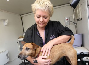Reiki – může pomoci zvířatům léčit se?