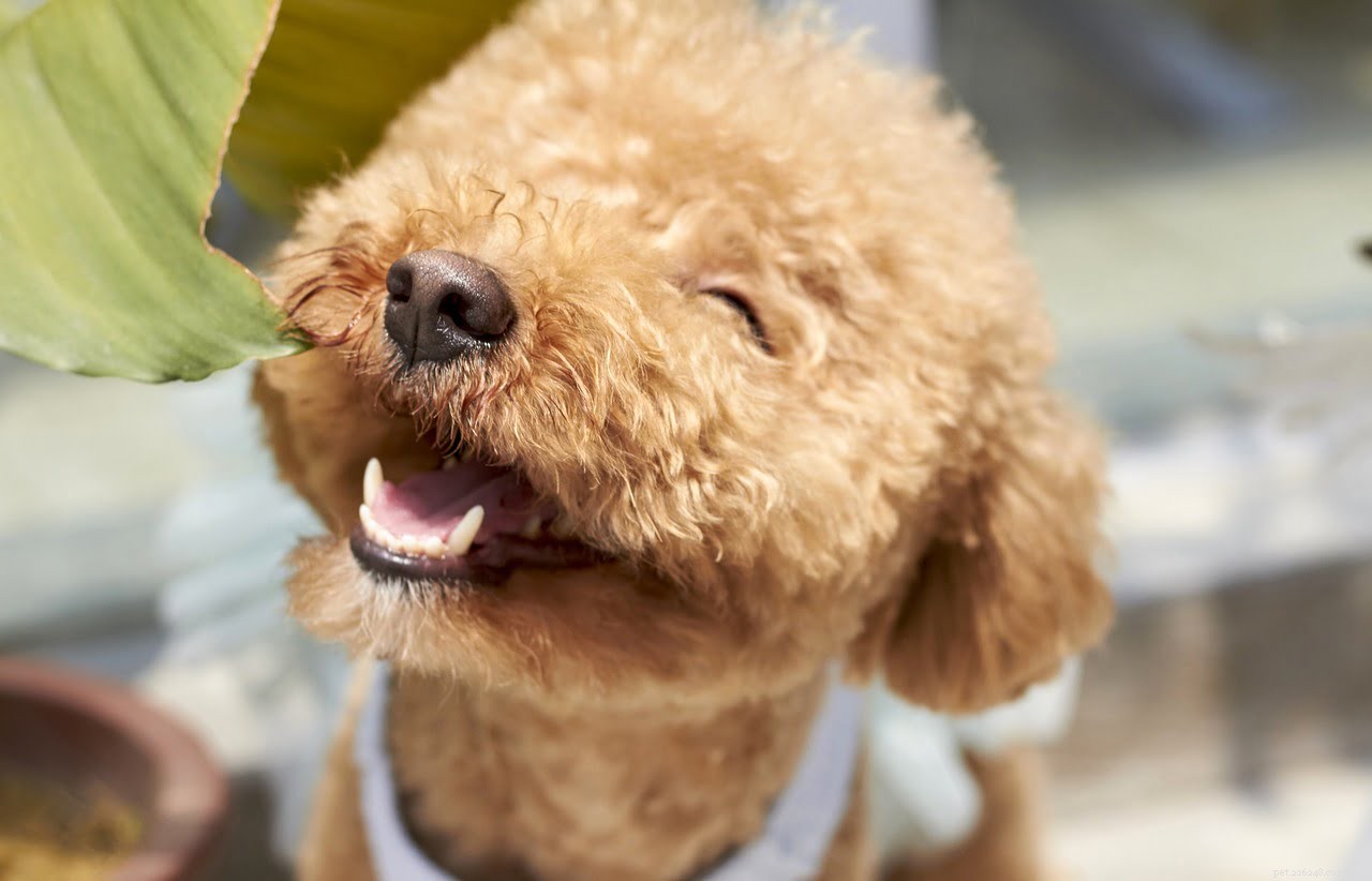 Het geheim van een gelukkige hond delen voor Nationale Hondendag