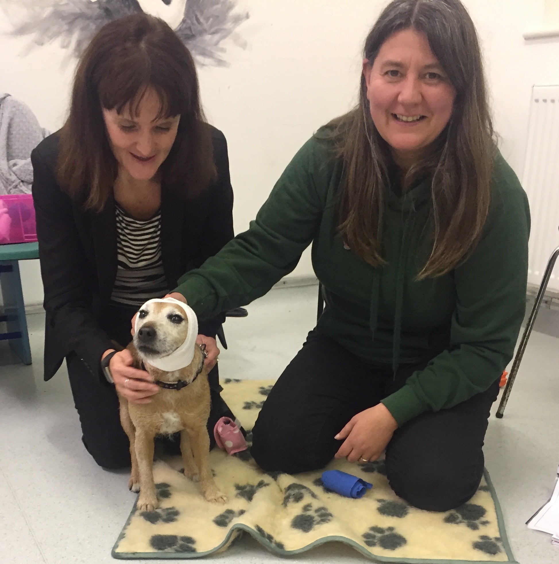 Conselhos que salvam vidas para donos de cães da especialista em primeiros socorros caninos Rachel Bean