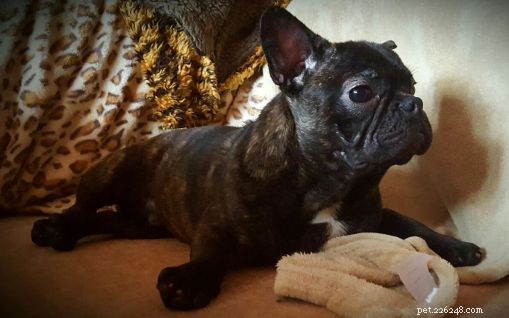 Teresa do Phoenix French Bulldog Rescue compartilha o que os proprietários precisam saber