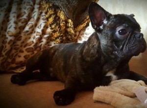 Teresa do Phoenix French Bulldog Rescue compartilha o que os proprietários precisam saber