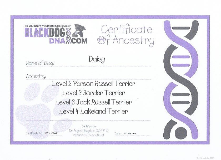 We proberen een honden-DNA-test om de afkomst van Daisy te achterhalen!