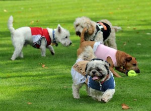 Tosse do canil – o que os donos de cães precisam saber