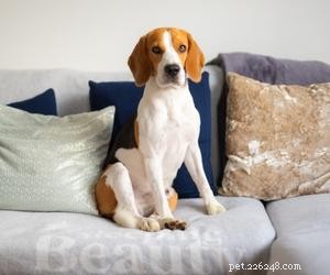 Varför stjäl hundar ditt säte?