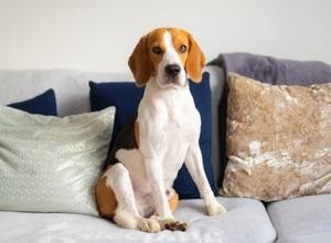なぜ犬はあなたの席を盗むのですか？ 
