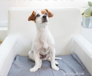 Waarom stelen honden je stoel?