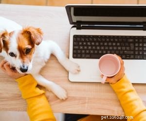 Varför stjäl hundar ditt säte?