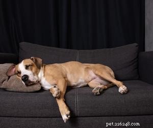 Waarom stelen honden je stoel?