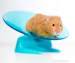 Les roues de soucoupe sont-elles bonnes pour les hamsters ?