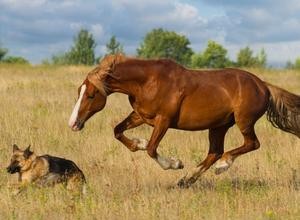 Собаки умнее лошадей? Давайте узнаем
