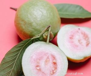 I cani possono mangiare guava?