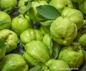 Kunnen honden guave eten?