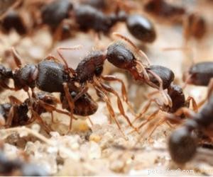 Kan hundar äta myror? Vad händer om min hund äter myror?