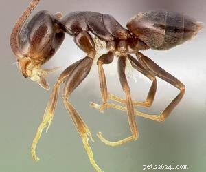 Kan hundar äta myror? Vad händer om min hund äter myror?