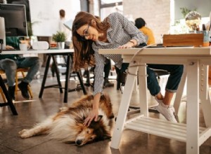 Můžete mít psa a pracovat 9–5 práce?
