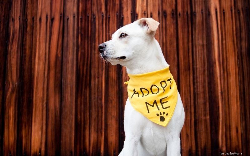 Adoptujte si psa nebo štěně:Jak vést