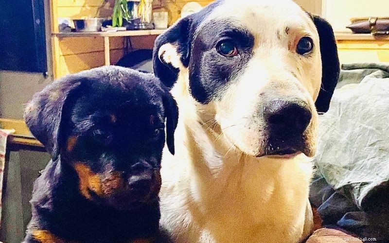 Adopteer een hond of een puppy:handleiding