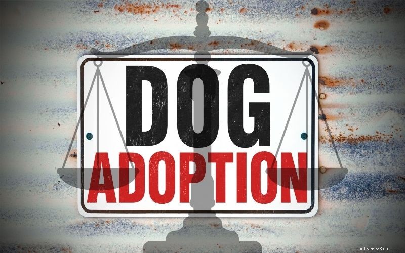 Adoptujte si psa nebo štěně:Jak vést