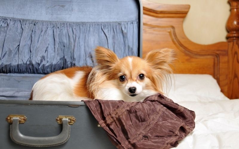 Les races de chiens les plus appropriées pour les voyages en avion