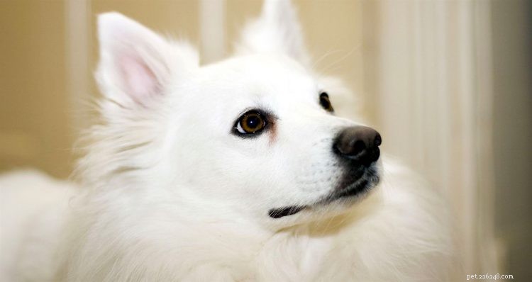 5 cose da sapere sui cani eschimesi americani